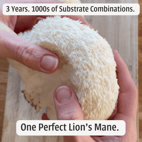 Lion’s Mane Feast Box