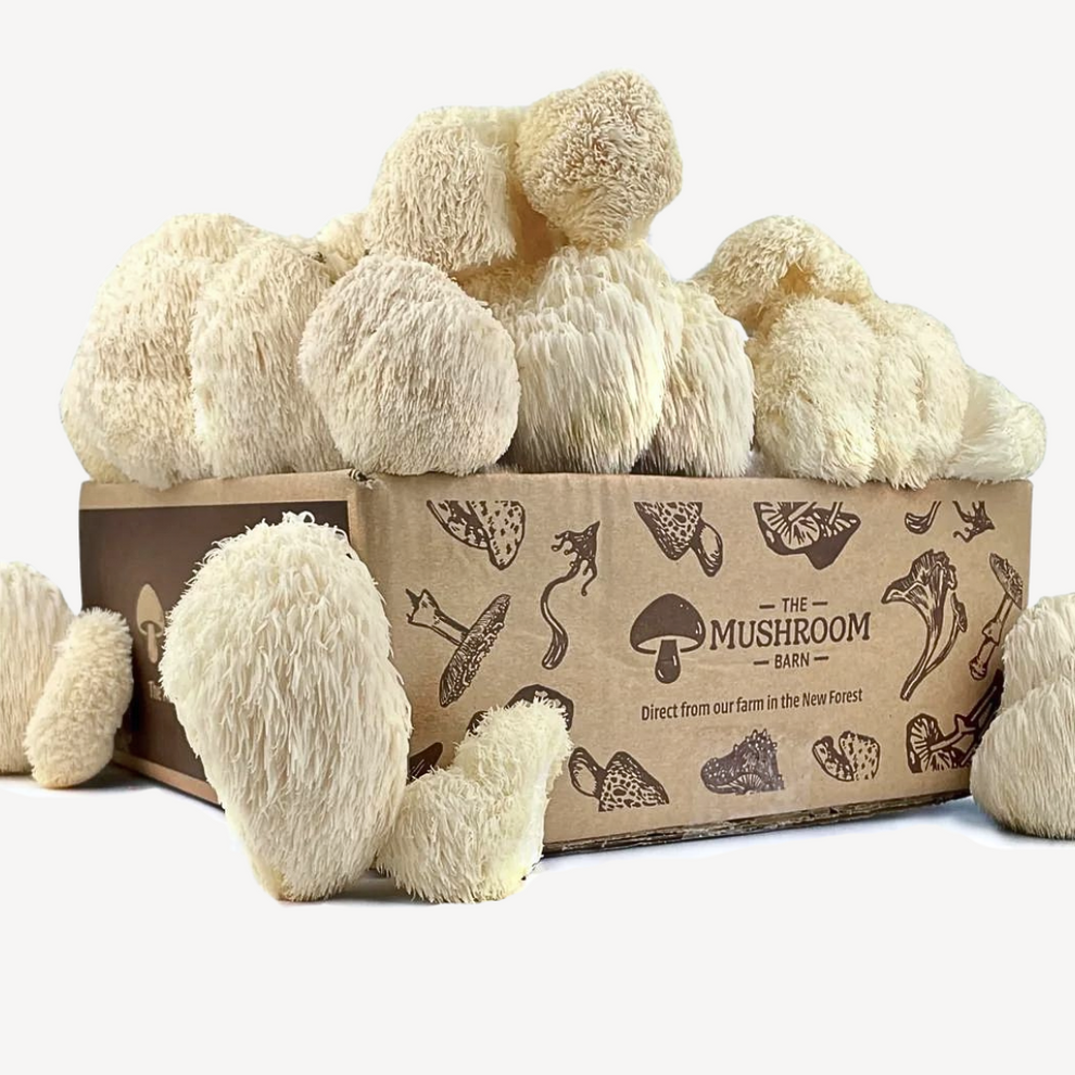Lion’s Mane Feast Box